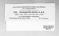 Ramularia nivosa image